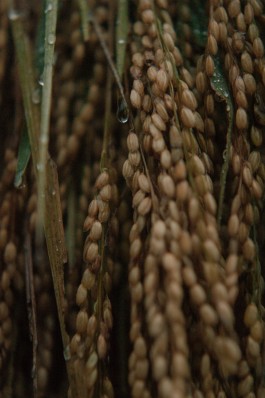 和久屋傳右衛門｜Wakuyadenemon