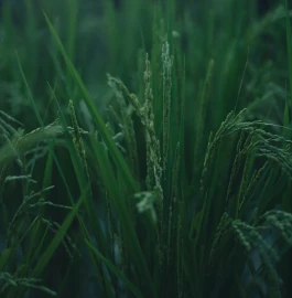 和久屋傳右衛門|Wakuyadenemon