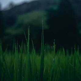 和久屋傳右衛門|Wakuyadenemon