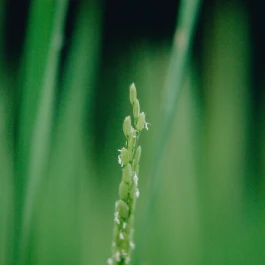 和久屋傳右衛門|Wakuyadenemon