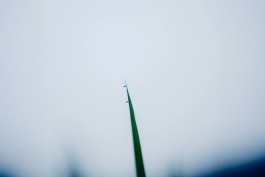 和久屋傳右衛門|Wakuyadenemon