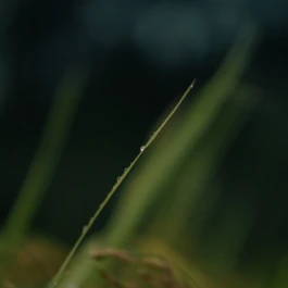 和久屋傳右衛門|Wakuyadenemon