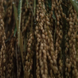 和久屋傳右衛門|Wakuyadenemon