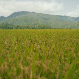 和久屋傳右衛門|Wakuyadenemon