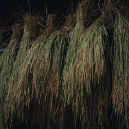 和久屋傳右衛門|Wakuyadenemon