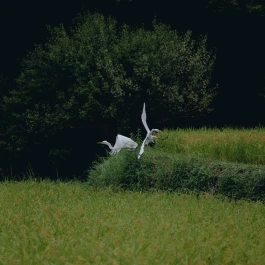 和久屋傳右衛門|Wakuyadenemon