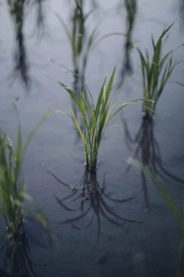 和久屋傳右衛門|Wakuyadenemon