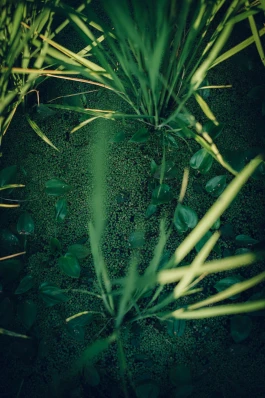 和久屋傳右衛門|Wakuyadenemon