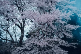 和久屋傳右衛門|Wakuyadenemon